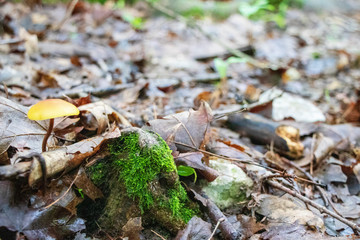 Mushroom in Brown Leaves