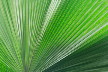 Obraz premium Leaf texture of the fresh tropical plant.