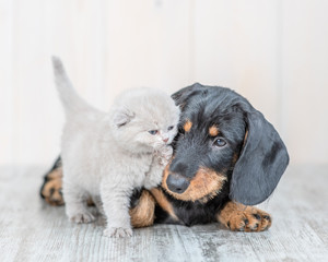 playful baby kitten with dachshund puppy on the floor at home