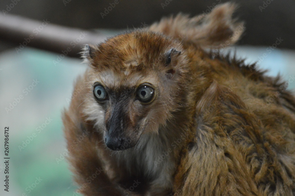 Wall mural Blue eyed lemur on a branch