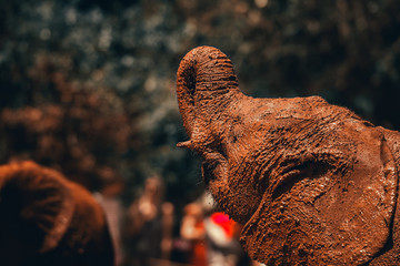 baby elephant drinking water at david sheldrick elephant orphanage kenya