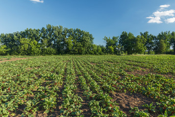 Sugar beet in a field. Rural scene. Crop and farming