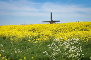Typical dutch windmill behind a field of flowering Rapeseed (Brassica napus)