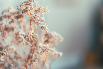 Baby's Breath Vintage Colored Plant Interior