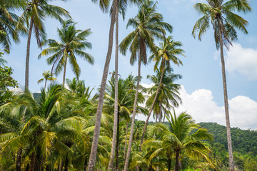 Fototapeta premium Beautiful coconut palm tree in sunny day with blue sky background. Travel tropical summer beach holiday vacation or save the earth, nature environmental concept. Coconut palm on seaside Thailand beach