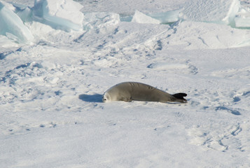 Obraz na płótnie Canvas Curious seal resting on the snow. Antarctica