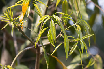 Young leaf of Green Mango Fruit