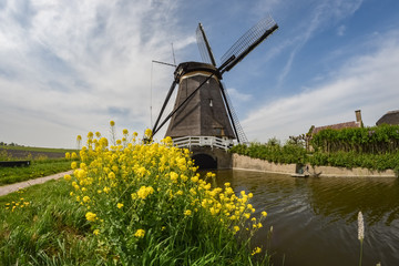 Classic dutch windmill and rapeseed along a canal near Lake Rottemeren, close to Rotterdam, Holland