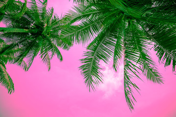 Beautiful coconut palm tree leaf in sunny day background color fun tone. Travel tropical summer beach holiday vacation or save the earth, nature environmental concept. Coconut palm on seaside beach