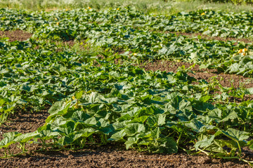 Rows of pumpkins in the field