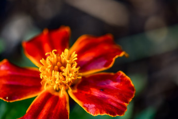 Simple Marigold on a Dark Background