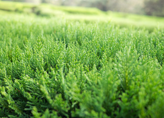 Background image of green pine leaves in a beautiful garden