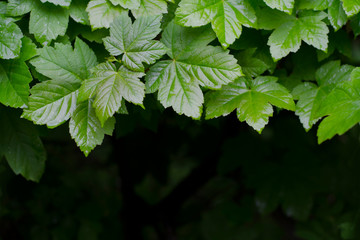 Young green leaves. Maple. Natural spring summer background. Maple foliage. Wet leaves after rain.