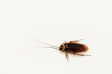 Top view cockroach walking on a white background.isolated .