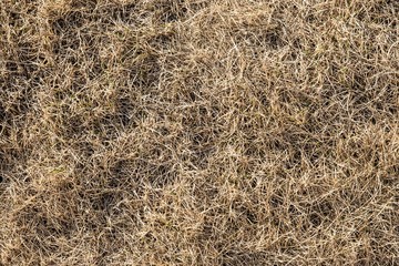 Dry, last year's grass. Old straw background texture.Through the old rotten grass breaks young grass. Vintage style for design.