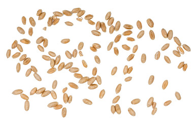 Wheat isolated on white background, top view
