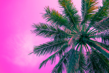 Naklejka na ściany i meble Beautiful coconut palm tree leaves from bottom view in sunny day clear sky background. Travel tropical summer beach holiday vacation or save the earth, nature environmental concept.