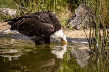 Bald eagle at the waters edge. Reflection image with the beak at the water.