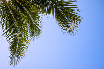 Beautiful coconut palm tree leaves from bottom view in sunny day clear sky background. Travel tropical summer beach holiday vacation or save the earth, nature environmental concept.