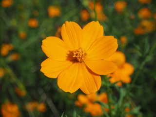 Close up of Orange Cosmos Flower