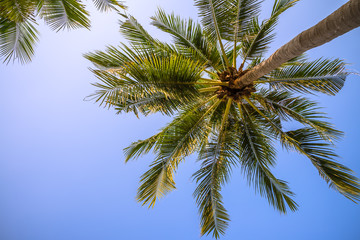 Fototapeta na wymiar Beautiful coconut palm tree leaves from bottom view in sunny day clear sky background. Travel tropical summer beach holiday vacation or save the earth, nature environmental concept.