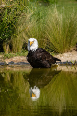 american bald eagle