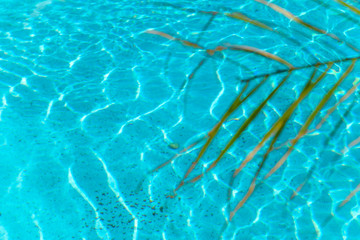 blurred summer vacation background   green palm leaf and turquoise water of the  swimming pool copy space