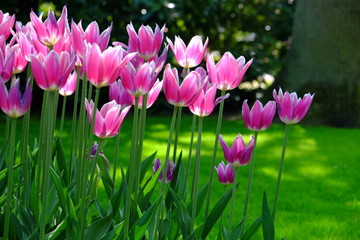 Fototapeta premium Tulipani rosa 