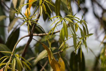 Young leaf of Green Mango Fruit