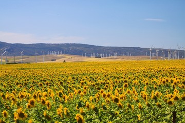 Sunflower and wind turbine field under blue sky in Andalusia near small village Sahara delos Atunes, Spain