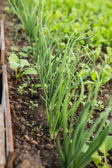 Growing greens for salad. Fresh, young and tender lettuce, mustard, arugula and onion leaves grow in the garden.