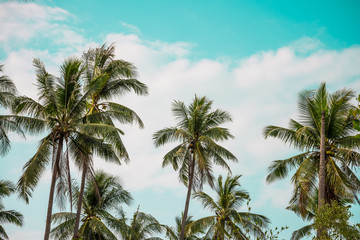 Beautiful coconut palm tree forest in sunshine day clear sky background vintage tone. Travel tropical summer beach holiday vacation or save the earth, nature environmental concept.