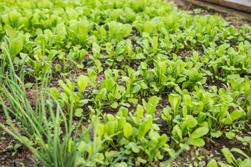 Growing greens for salad. Fresh, young and tender lettuce, mustard, arugula and onion leaves grow in the garden.