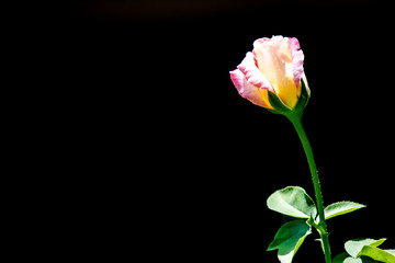 Pink and white rose flower in black background