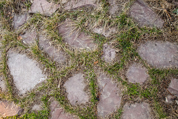 The grass breaks through the natural stone slabs.
