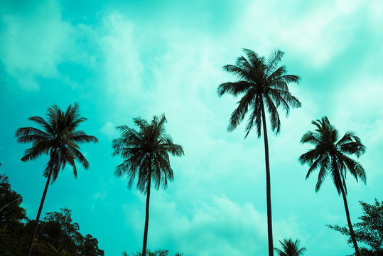 Beautiful coconut palm tree with cloud sky background silhouette color tone effect. Travel tropical summer beach holiday vacation or save the earth, nature environmental concept.