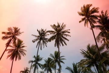Beautiful coconut palm tree forest in sunshine day clear sky background retro tone & light leak effect. Travel tropical summer beach holiday vacation or save the earth, nature environmental concept.