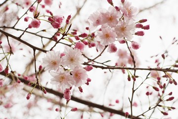 Cherry blossoms, petals and buds