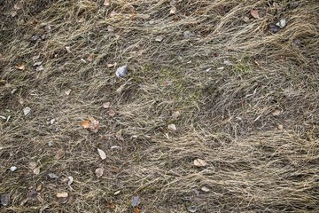 Dry, last year's grass. Old straw background texture.Through the old rotten grass breaks young grass. Vintage style for design.