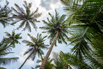 Fototapeta premium Beautiful coconut palm tree forest in sunshine day cloud sky background. Travel tropical summer beach holiday vacation or save the earth, nature environmental, abstract nature pattern concept.