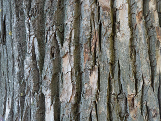 The texture of the wood, the bark of an old tree, copy space.