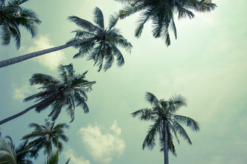 Fototapeta na wymiar Beautiful coconut palm tree forest in sunshine day clear sky background vintage tone. Travel tropical summer beach holiday vacation or save the earth, nature environmental concept.