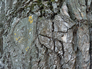 The texture of the wood, the bark of an old tree, copy space.