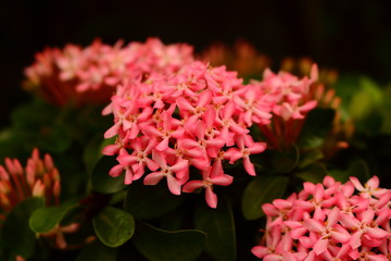 Pink beauty in nature, selective focus