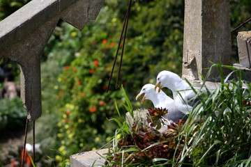 Birds on Alcatraz Island in San Francisco, California