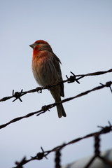 Bird on Alcatraz Island in San Francisco, California