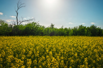 Yellow field rapeseed in bloom. Wide angle view of a beautiful field of bright canola in front of a forest.