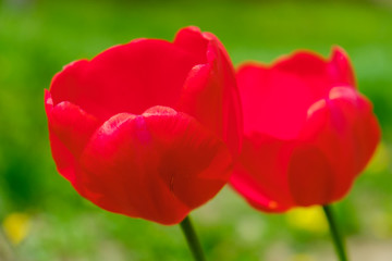 Group of red tulips in the park. Spring landscape background.