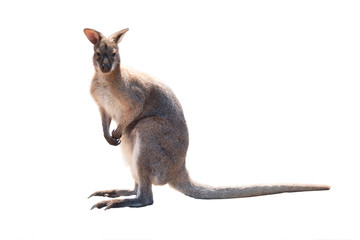 kangaroo isolated on white