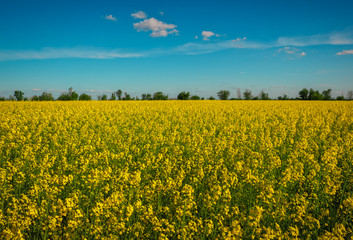 Obraz premium Yellow field rapeseed in bloom. Wide angle view of a beautiful field of bright canola in front of a forest.